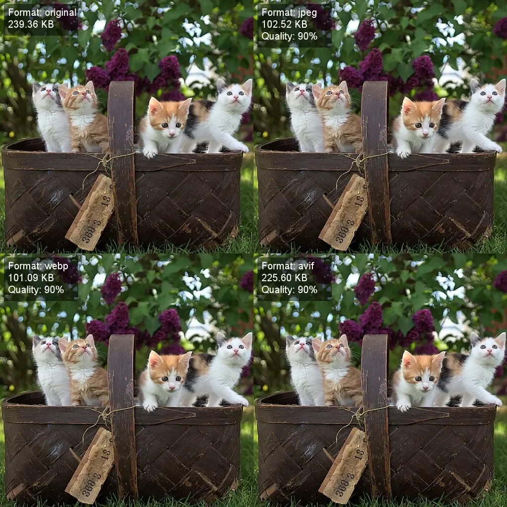 Animated image showing a cat in gradually degrading quality in different file formats.